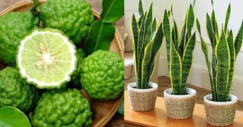 6 Tanaman yang Ampuh Mengusir Ular, Ada Jeruk Purut
